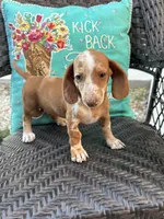Rio, a male Miniature Dachshund for sale in Neosho, MO – 3 of 4