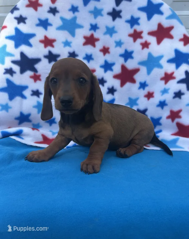 Sunny – Miniature Dachshund puppy for sale in Neosho, MO