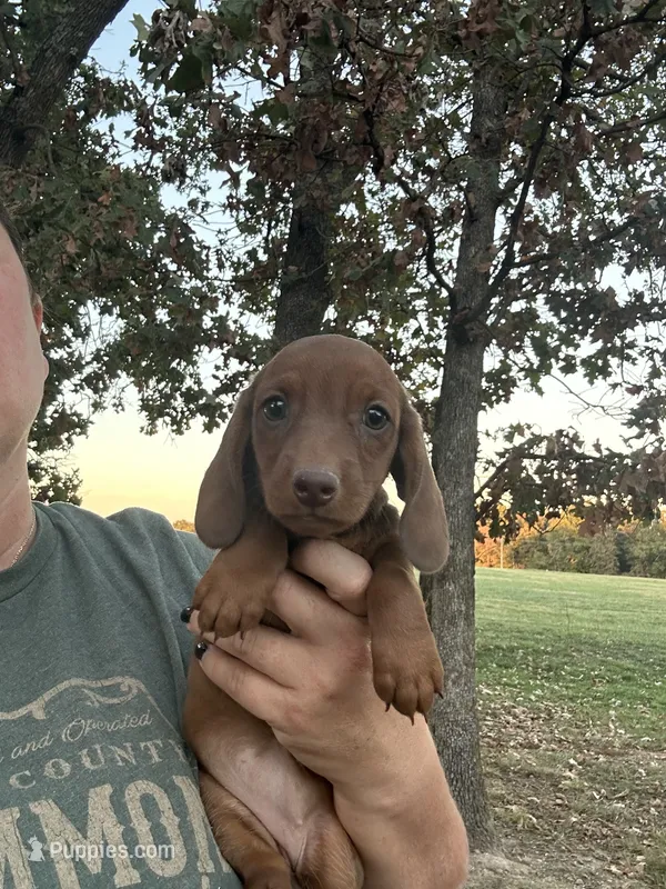 Pumpkin  – Miniature Dachshund puppy for sale in Neosho, MO