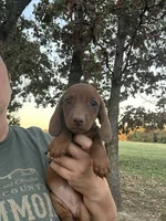 Pumpkin , a female Miniature Dachshund for sale in Neosho, MO – 1 of 3