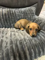 Oakley, a male Miniature Dachshund for sale in Neosho, MO – 2 of 4