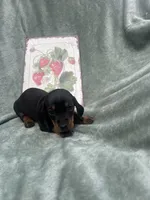 Diesel , a male Miniature Dachshund for sale in Neosho, MO – 1 of 3