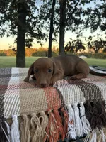 Pumpkin , a female Miniature Dachshund for sale in Neosho, MO – 3 of 3