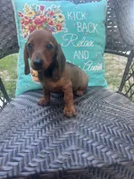 Sunny, a female Miniature Dachshund for sale in Neosho, MO – 1 of 2