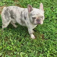 Kryptonite, a male French Bulldog for sale in Anna, IL – Photo 2 of 4