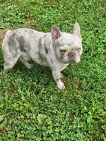 Kryptonite, a male French Bulldog for sale in Anna, IL – Photo 2 of 4