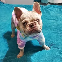 Kryptonite, a male French Bulldog for sale in Anna, IL – Photo 4 of 4