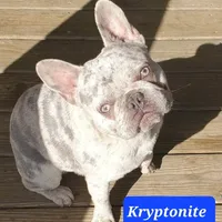 Kryptonite, a male French Bulldog for sale in Anna, IL – Photo 1 of 4