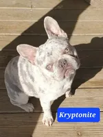 Kryptonite, a male French Bulldog for sale in Anna, IL – Photo 1 of 4