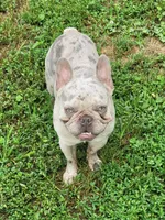 Kryptonite, a male French Bulldog for sale in Anna, IL – Photo 3 of 4