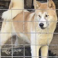 Saki, a female Akita for sale in Anna, IL – 1 of 1