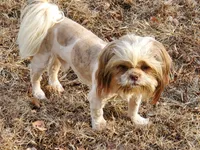 Jack, a male Shih Tzu for sale in Anna, IL – Photo 1 of 3