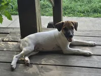 Jack, a male Jack Russell Terrier for sale in Anna, IL – 5 of 6