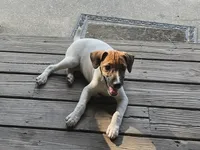 Jack, a male Jack Russell Terrier for sale in Anna, IL – 2 of 6