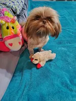 Goldie, a female Shih Tzu for sale in Anna, IL – Photo 2 of 4