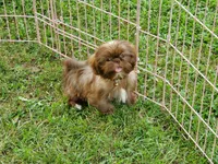 Goldie, a female Shih Tzu for sale in Anna, IL – Photo 4 of 4
