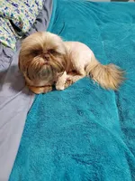 Goldie, a female Shih Tzu for sale in Anna, IL – Photo 3 of 4