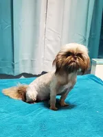 Goldie, a female Shih Tzu for sale in Anna, IL – Photo 1 of 4