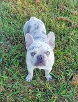 Bullshitz boy, a male French Bulldog and Shih Tzu for sale in Anna, IL – Photo 3 of 3