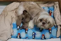 Bullshitz boy, a male French Bulldog and Shih Tzu for sale in Anna, IL – Photo 2 of 3