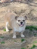 Bullshitz boy, a male French Bulldog and Shih Tzu for sale in Anna, IL – Photo 1 of 3