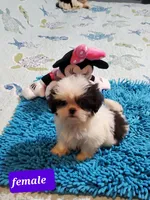 Imperial Girls, a female Shih Tzu for sale in Anna, IL – Photo 4 of 4