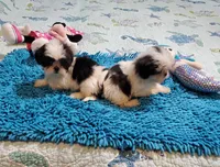 Imperial Girls, a female Shih Tzu for sale in Anna, IL – Photo 2 of 4