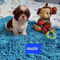 Imperial Girls, a female Shih Tzu for sale in Anna, IL – Photo 3 of 4