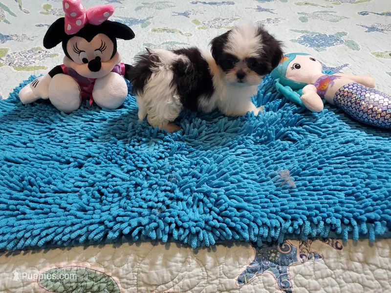 Imperial Girls, a female Shih Tzu for sale in Anna, IL – Photo 1 of 4