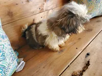 She's a Keeper, a female Shih Tzu for sale in Anna, IL – Photo 5 of 9