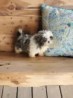 She's a Keeper, a female Shih Tzu for sale in Anna, IL – Photo 9 of 9