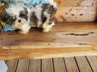 She's a Keeper, a female Shih Tzu for sale in Anna, IL – Photo 3 of 9