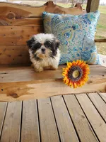 She's a Keeper, a female Shih Tzu for sale in Anna, IL – Photo 2 of 9