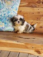 She's a Keeper, a female Shih Tzu for sale in Anna, IL – Photo 4 of 9