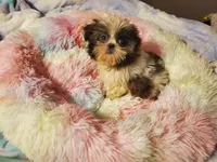 She's a Keeper, a female Shih Tzu for sale in Anna, IL – Photo 8 of 9
