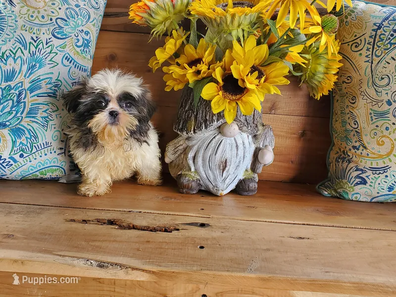 She's a Keeper, a female Shih Tzu for sale in Anna, IL – Photo 1 of 9