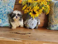 She's a Keeper, a female Shih Tzu for sale in Anna, IL – Photo 1 of 9