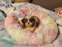 She's a Keeper, a female Shih Tzu for sale in Anna, IL – Photo 6 of 9