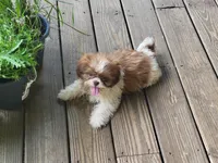 Dahlia, a female Shih Tzu for sale in Anna, IL – Photo 1 of 3