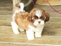 Dahlia, a female Shih Tzu for sale in Anna, IL – Photo 2 of 3