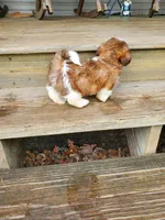 Dahlia, a female Shih Tzu for sale in Anna, IL – Photo 3 of 3