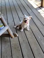 Snow, a male French Bulldog and Shih Tzu for sale in Anna, IL – Photo 3 of 3