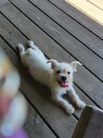 Snow, a male French Bulldog and Shih Tzu for sale in Anna, IL – Photo 2 of 3