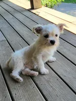 Snow, a male French Bulldog and Shih Tzu for sale in Anna, IL – Photo 1 of 3