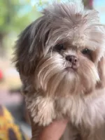 Lavender Gucci, a female Shih Tzu for sale in Anna, IL – 2 of 5