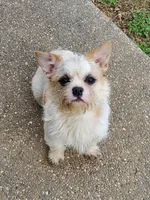 Bullshitz, a female French Bulldog and Shih Tzu for sale in Anna, IL – Photo 1 of 4