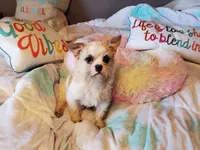 Bullshitz, a female French Bulldog and Shih Tzu for sale in Anna, IL – Photo 4 of 4