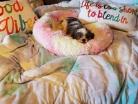 Lilly 8.5 lbs, a female Shih Tzu for sale in Anna, IL – Photo 3 of 4