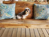 Lilly 8.5 lbs, a female Shih Tzu for sale in Anna, IL – Photo 4 of 4