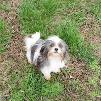Lilly 8.5 lbs, a female Shih Tzu for sale in Anna, IL – Photo 1 of 4